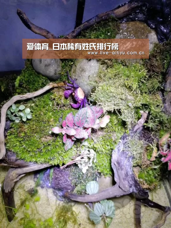 爱体育